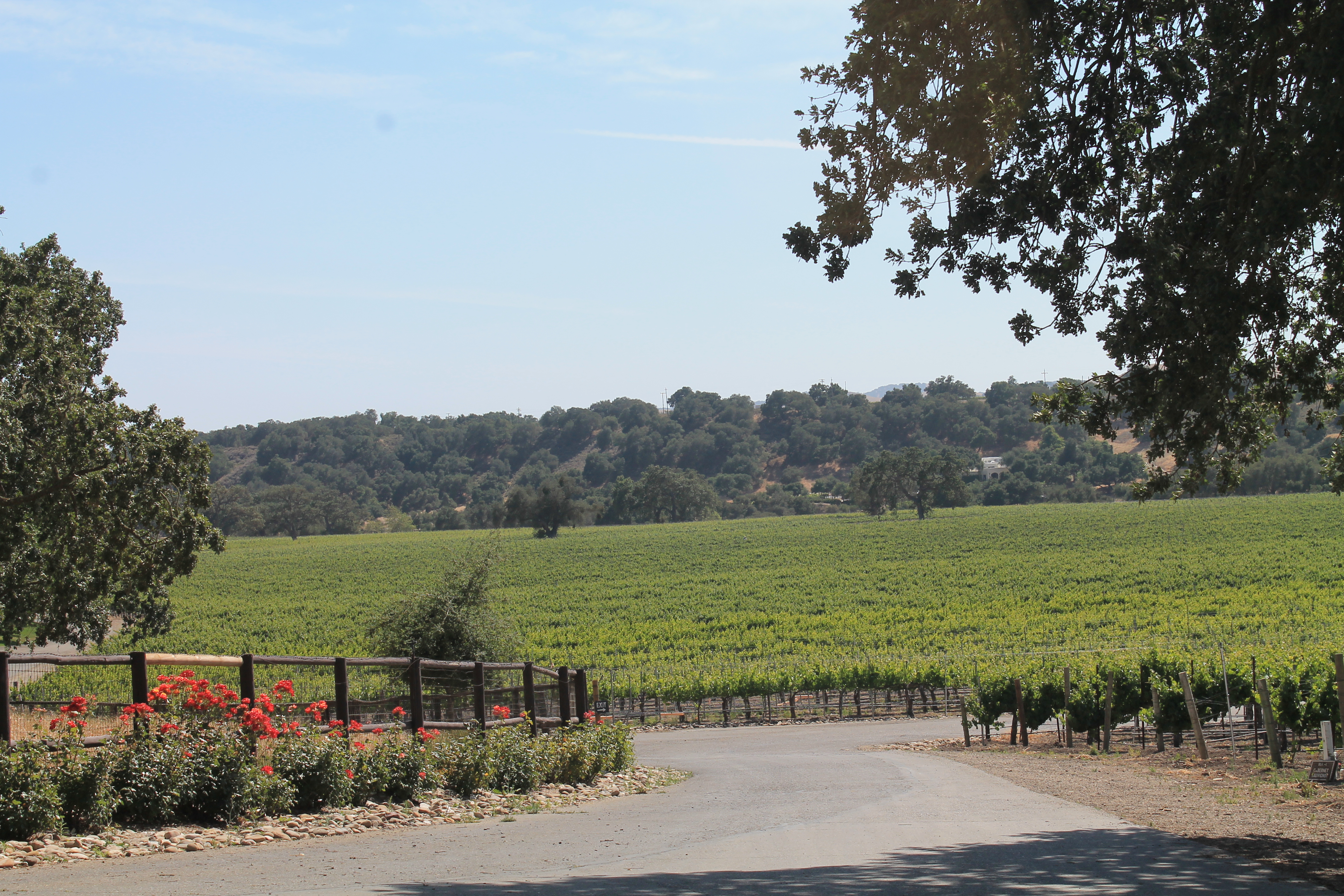 Koehler Winery's vines are over 30 years old 