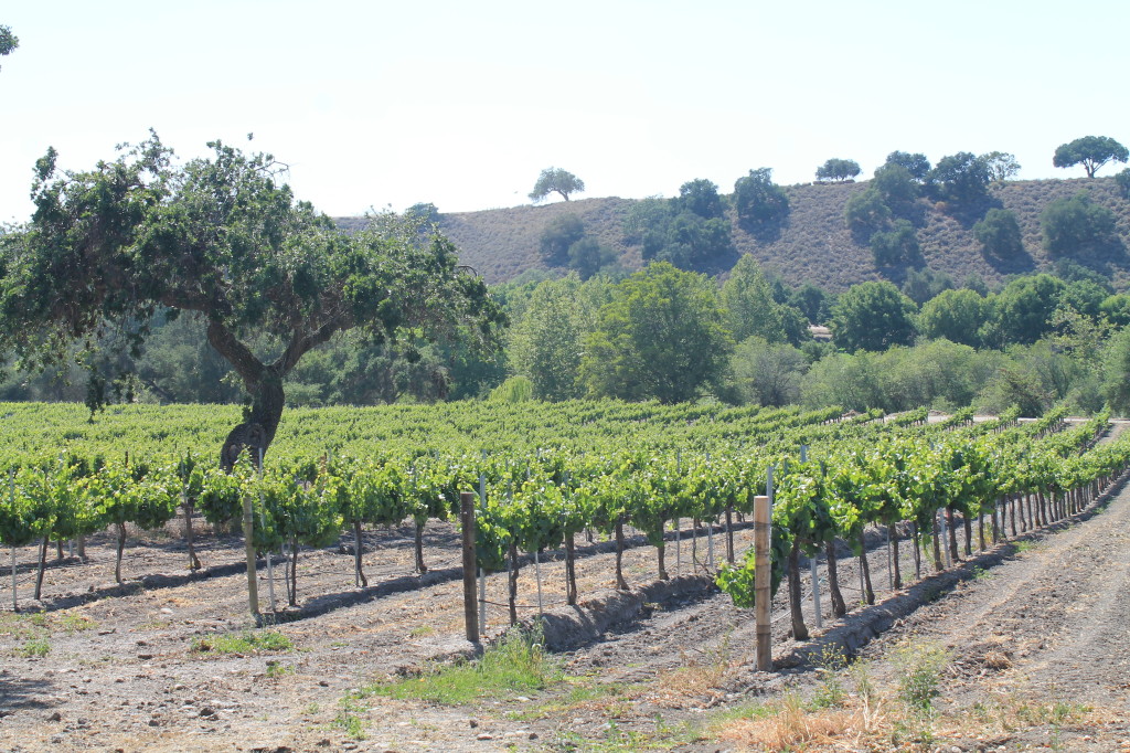 A peaceful, easy feeling surrounds you at Koehler Winery in Foxen Canyon