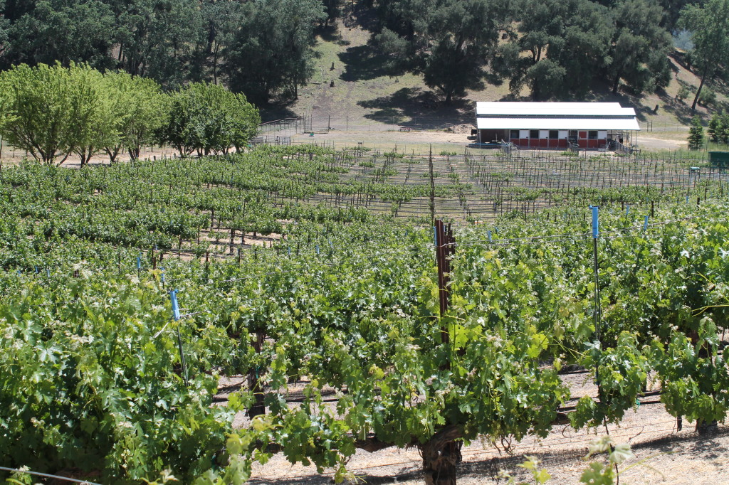 Oso Libre Winery ~ Paso Robles