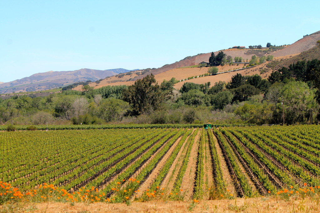 Santa Rita Hills AVA is five miles west of Buellton.