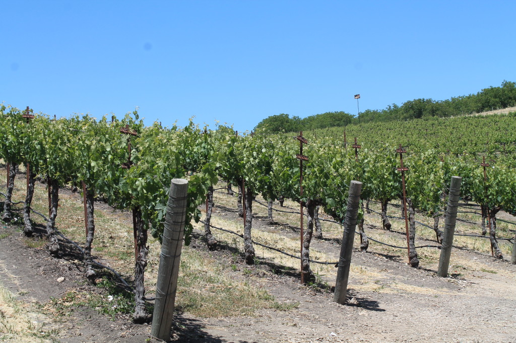 Hike through the vineyards to a secluded picnic spot at Opolo Vineyards