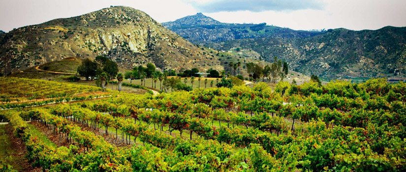 Orfila Vineyards and Winery in San Pasqual Valley vistas are stunning!