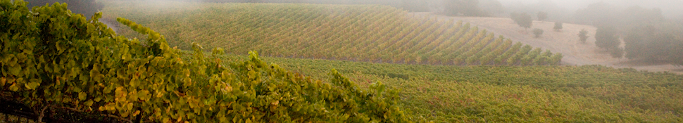 Coastal fog envelopes Talley Vineyards in Arroyo Grande