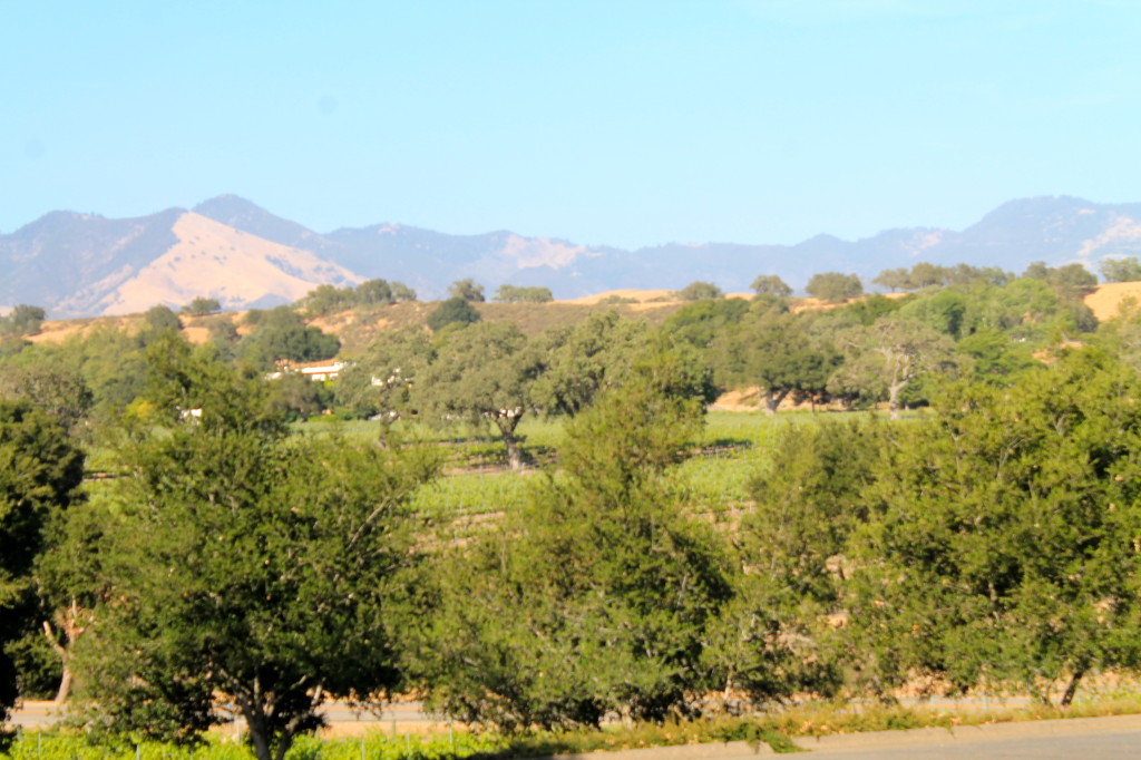 Santa Ynez Valley stretches east to west making it an ideal Mediterranean climate
