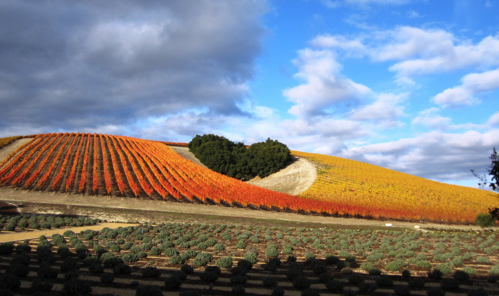 Vineyards-Heart_Hill2