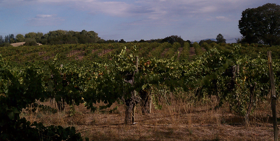 BacigalupiVineyards_slideshow