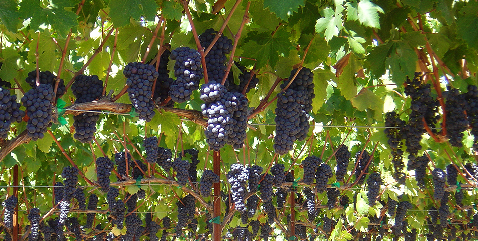 Grapes_AlexanderValley_BacigalupiVineyards